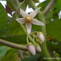 Solanum betaceum Cav.